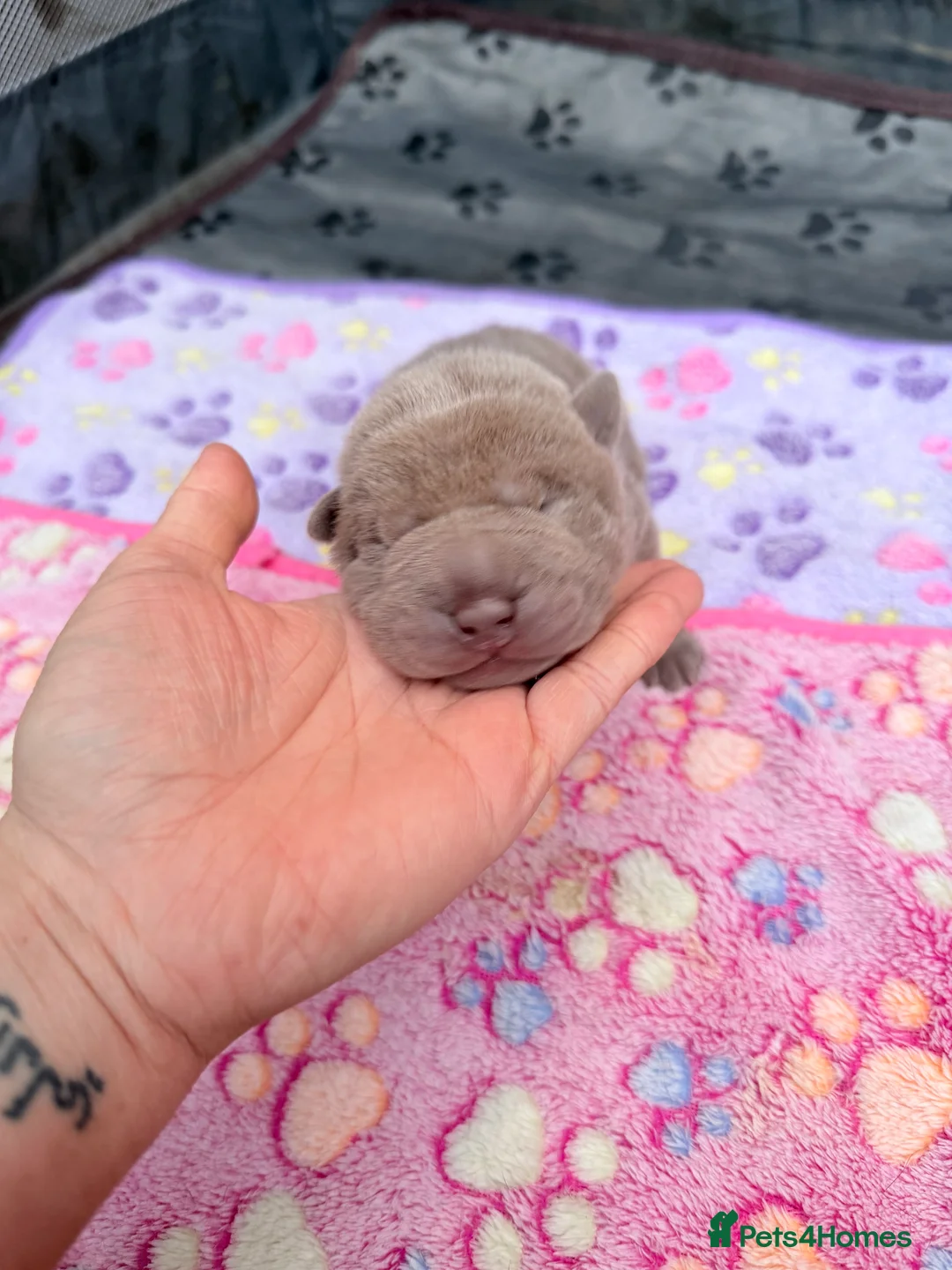 Shar Pei dogs for sale: Shar Pei Dilute puppies  - Advert 8