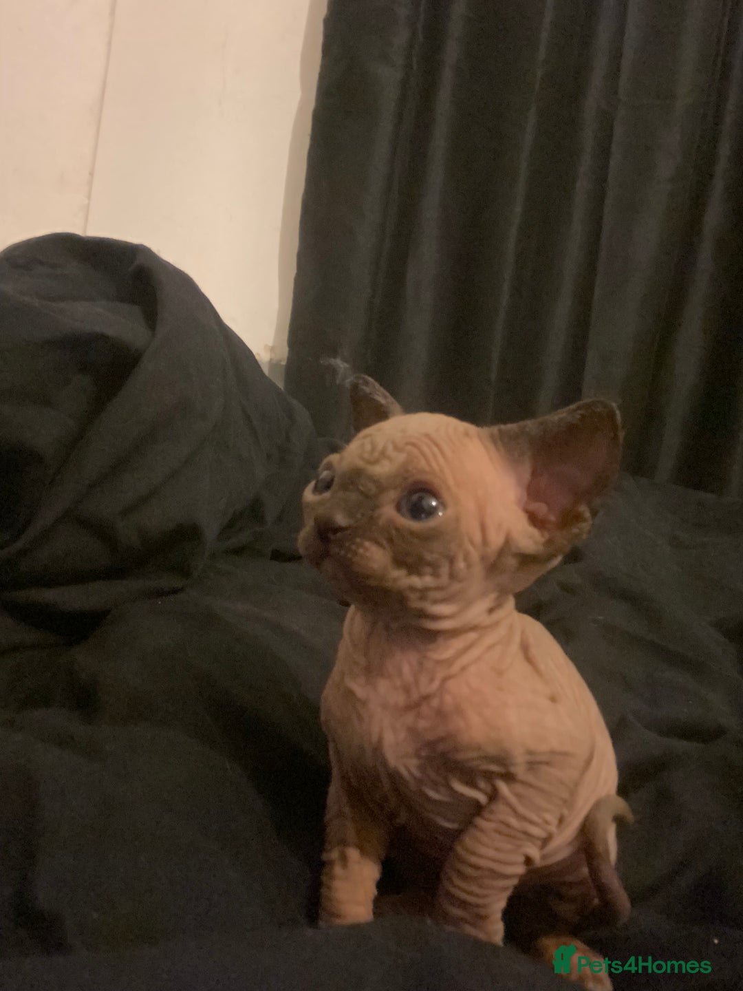 Mixed Breed cats for sale: Sphynx cross kittens  - Advert 6