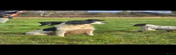 English Springer Spaniel dogs for sale: English springer spaniel litter  - Advert 6