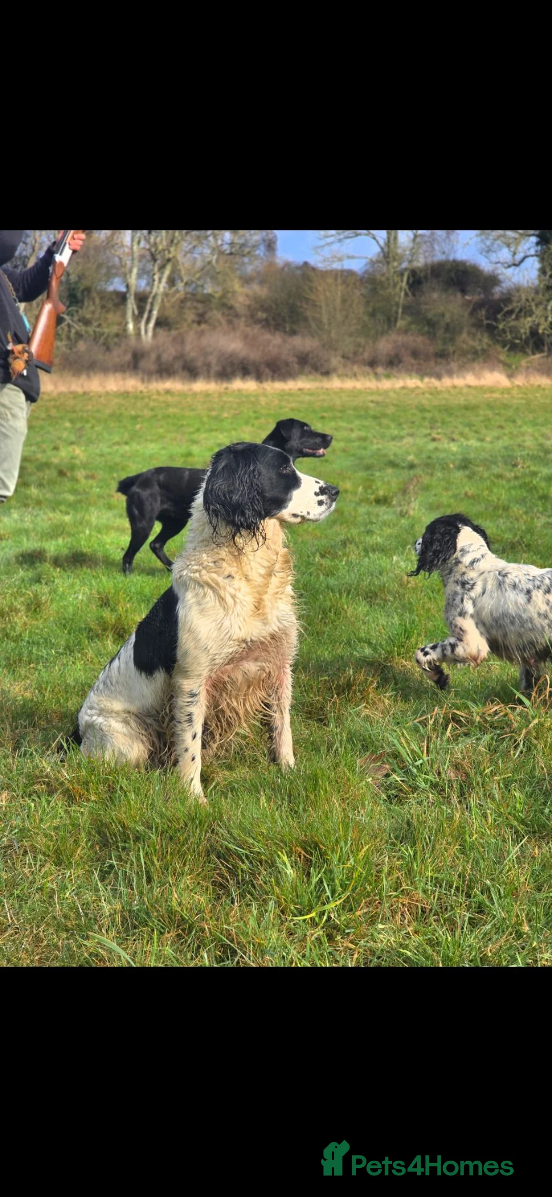 English Springer Spaniel dogs for sale: English springer spaniel litter  - Advert 6
