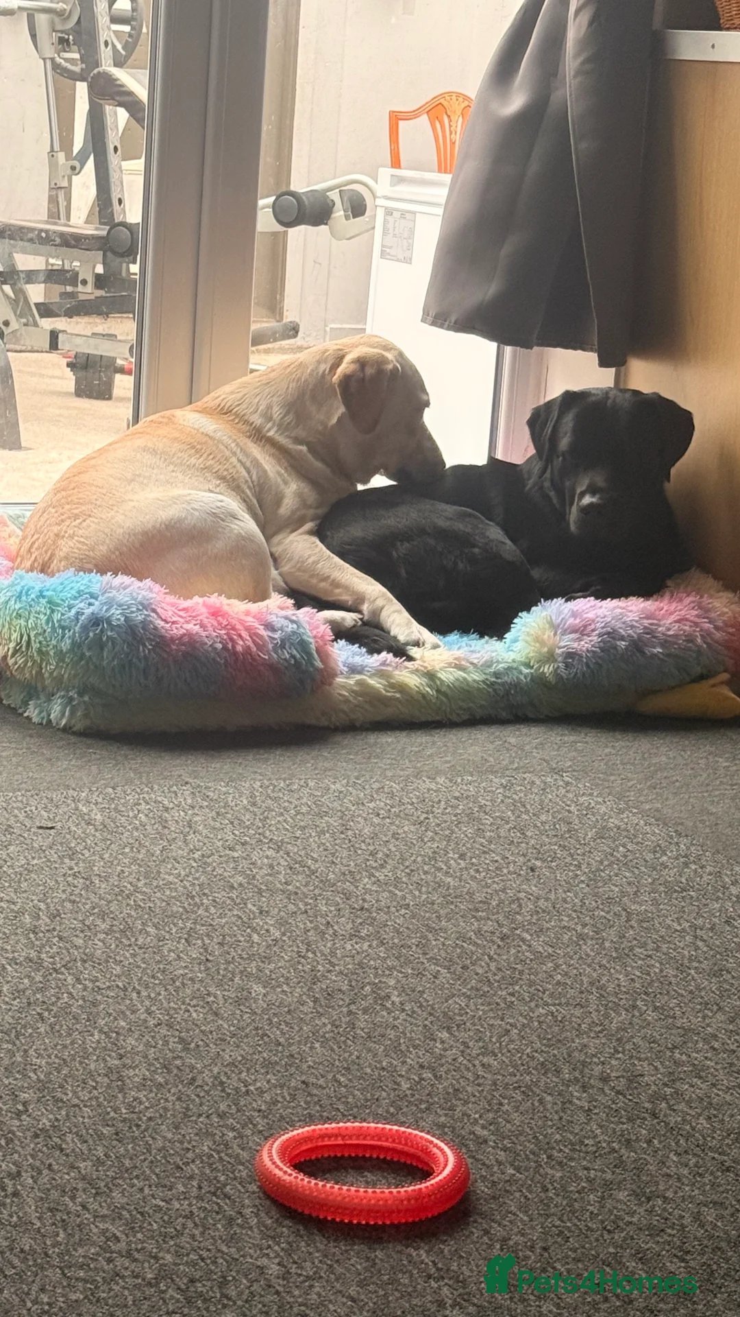 Labrador Retriever dogs for sale: 🐾💛 Looking for their forever family… 💛🐾 - Advert 16