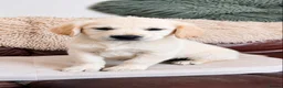 Golden Retriever dogs for sale: Exceptional Golden Retriever Puppies 🐾 - Advert 37