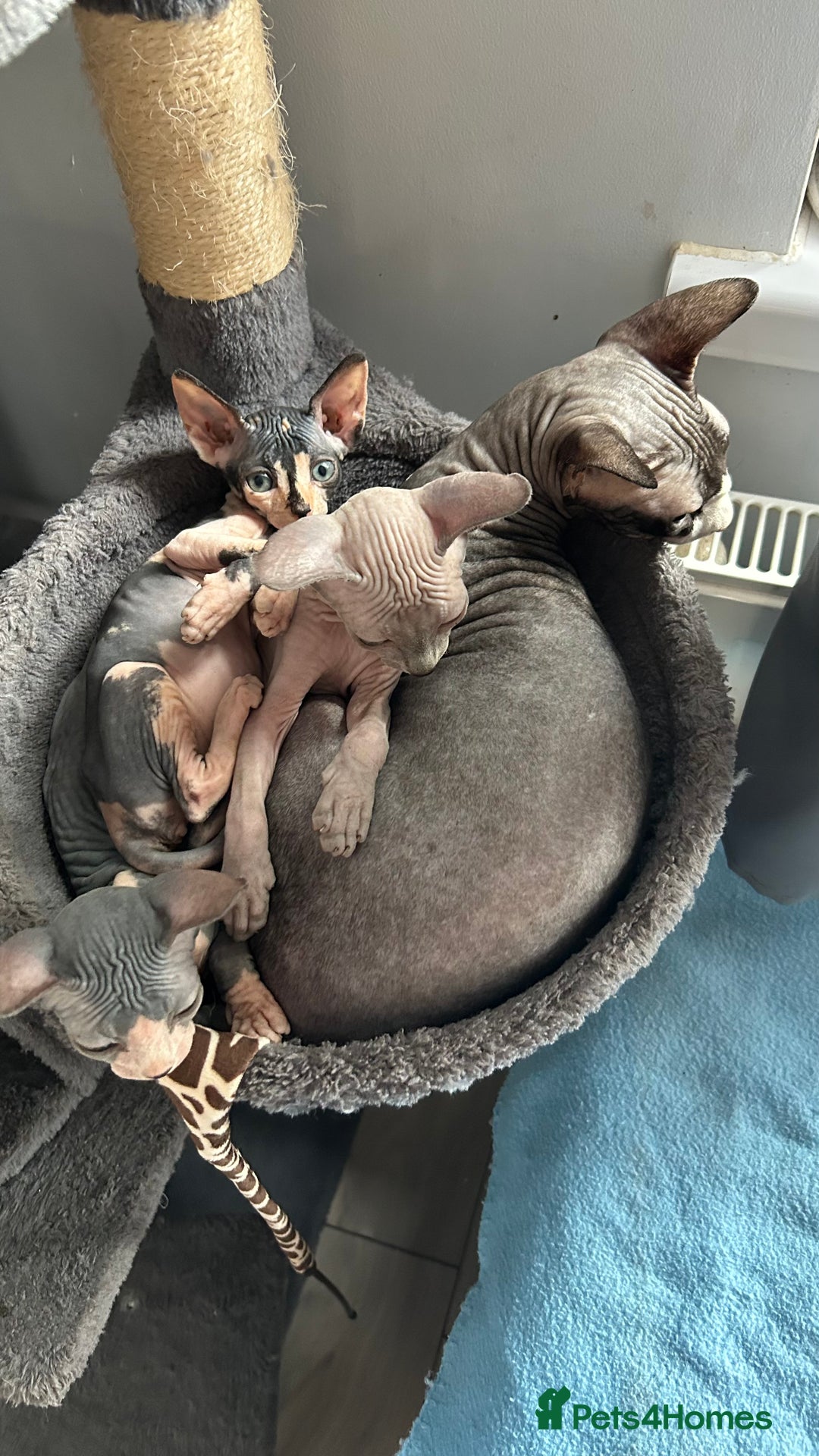 Sphynx cats for sale: Fantastic kittens are looking for new homes. - Image 17