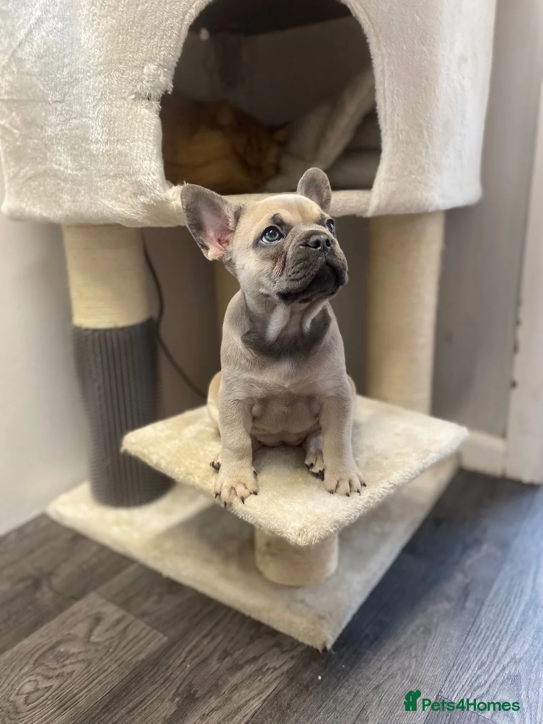 French Bulldog dogs for sale: French bulldog bitch - Advert 1