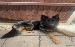 German Shepherd dogs for sale: Male German shepherd needs a loving home - Image 1