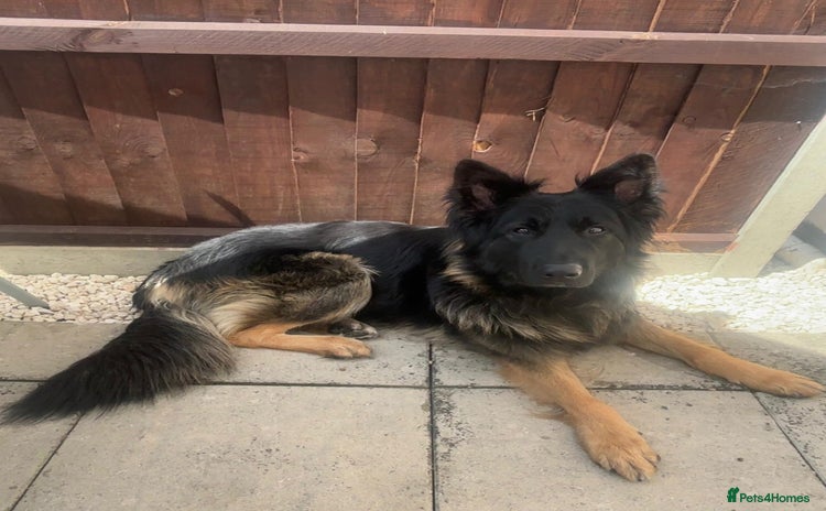 German Shepherd dogs - Advert 1