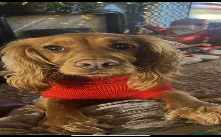 Cocker Spaniel dogs - Advert 1