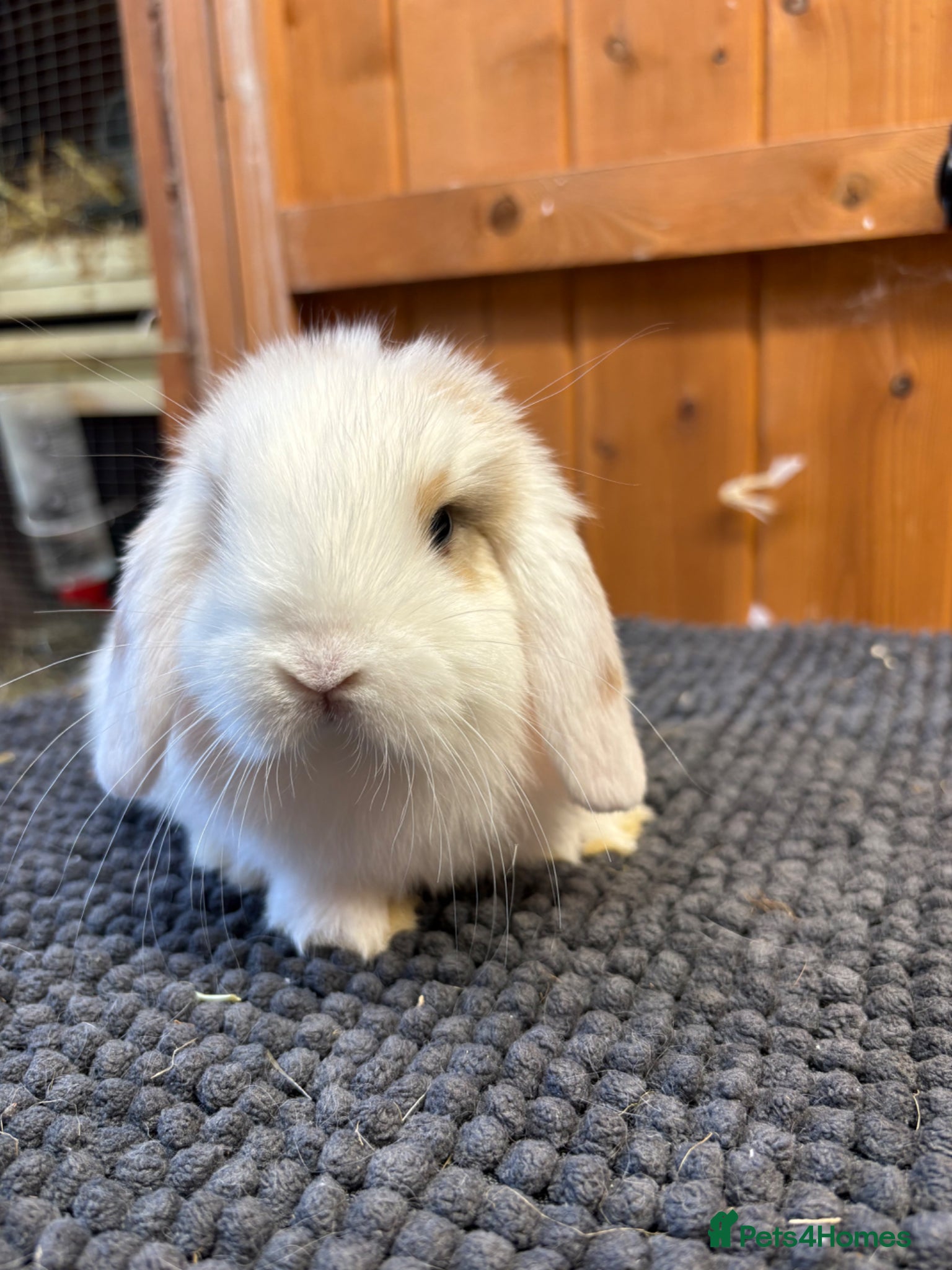 Mini Lop rabbits Only one girl left  *vaccinated* - Advert 2