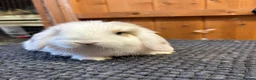 Mini Lop rabbits for sale: Pure bred mini lops *vaccinated* - Advert 3