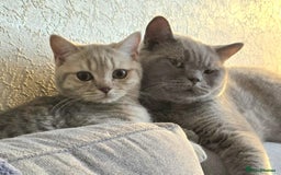 British Shorthair cats for sale: 6 month old lilac cream tabby male - Image 3