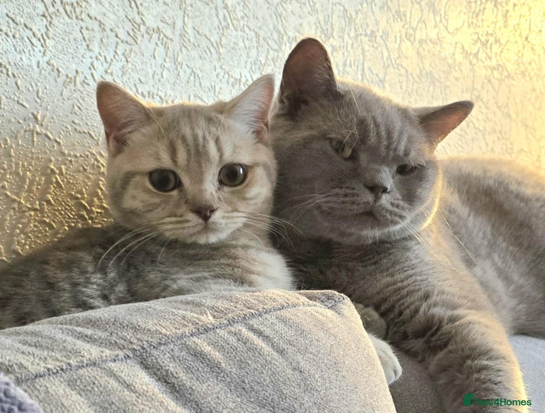 British Shorthair cats for sale: 6 month old lilac cream tabby male - Image 3