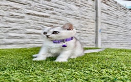 British Shorthair cats for sale: British Shorthair kittens Tica  - Image 1