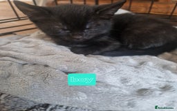 Mixed Breed cats for sale: 1 beautiful kitten - Image 4