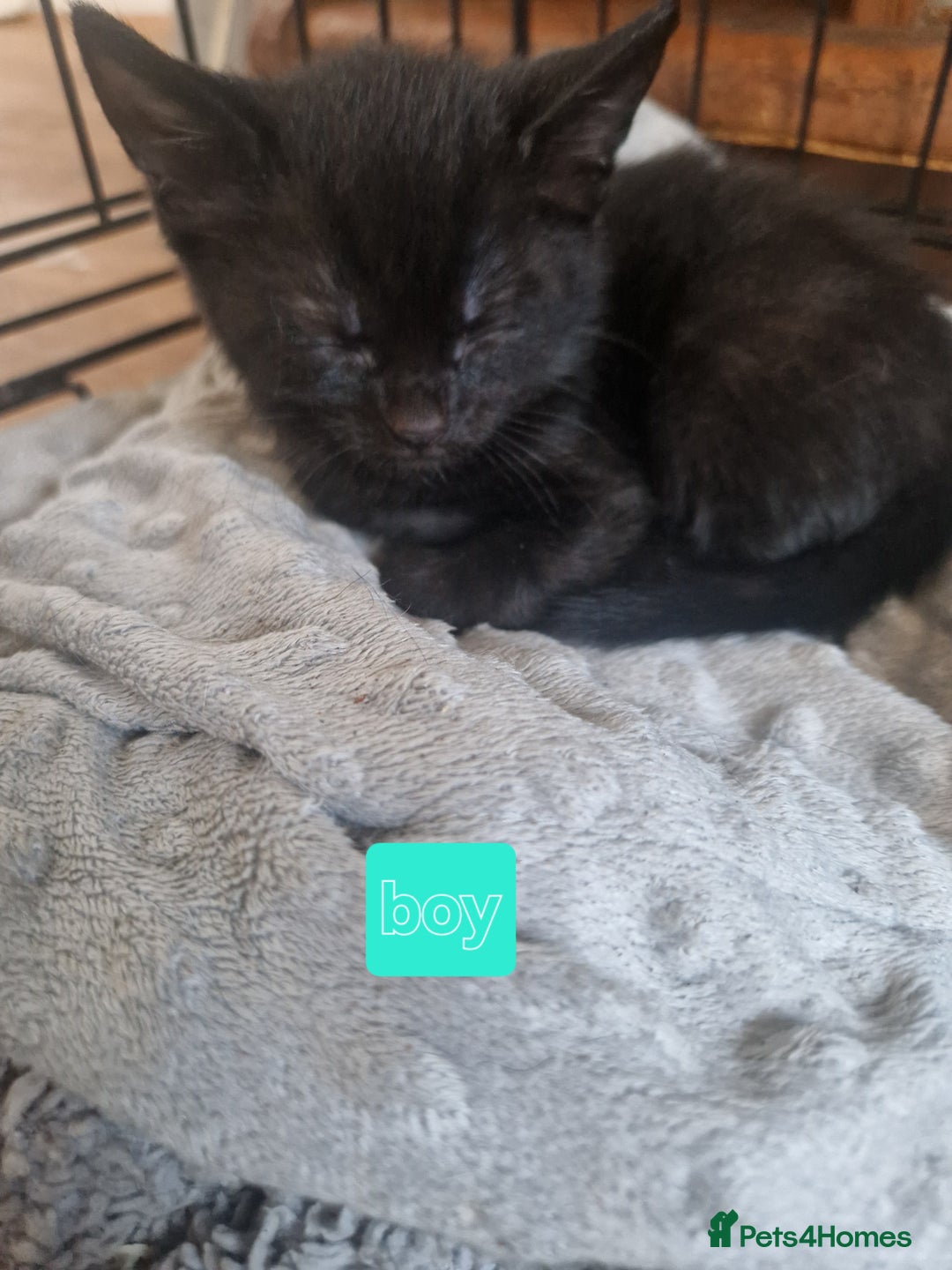 Mixed Breed cats for sale: 1 beautiful kitten - Image 4