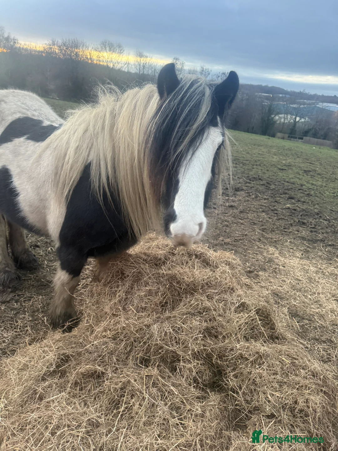 Irish Cob horses for sale: 12hh piebold pony for sale - Advert 3