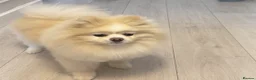 Pomeranian dogs for sale: Double coated true to type Pomeranians  - Advert 18