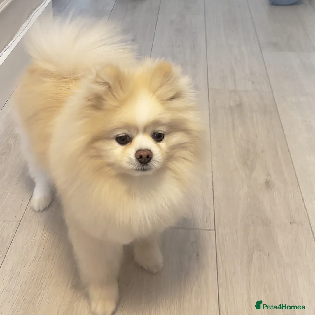 Pomeranian dogs for sale: Double coated true to type Pomeranians  - Advert 18
