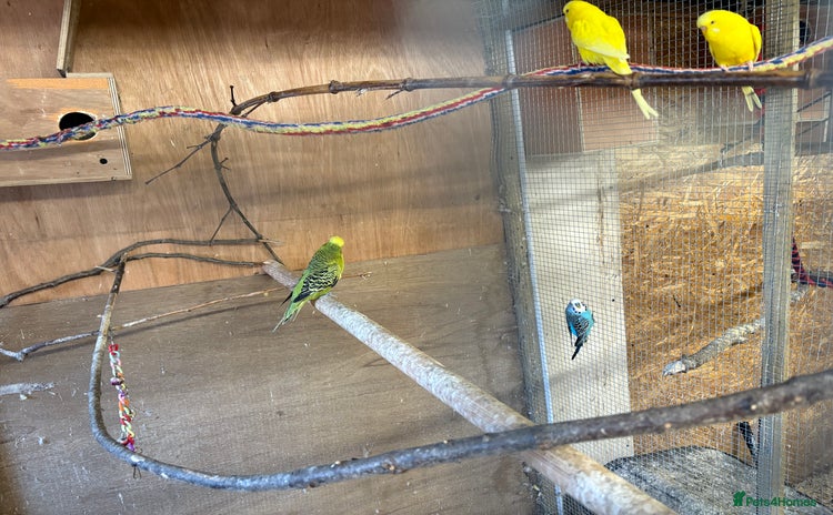 Budgerigars birds - Advert 1