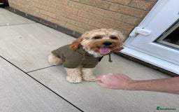 Cavapoo dogs for sale: F1 Cavapoo Male  - Image 4