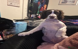 English Springer Spaniel dogs for sale: 20 ish week old springer spaniel - Image 6