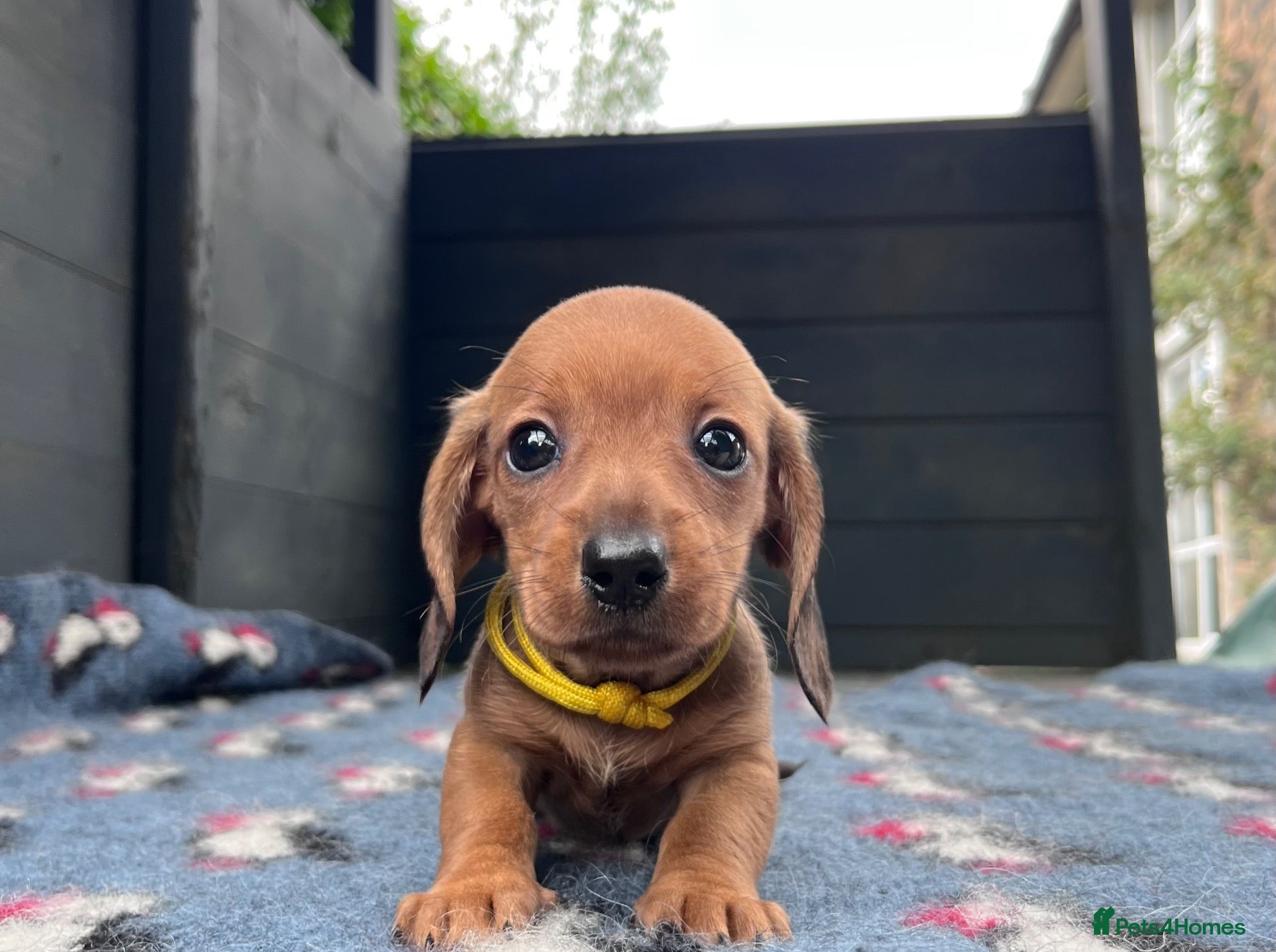 Miniature Dachshund dogs for sale: OUTSTANDING KC MINIATURE WIRE DACHSHUND  - Advert 1