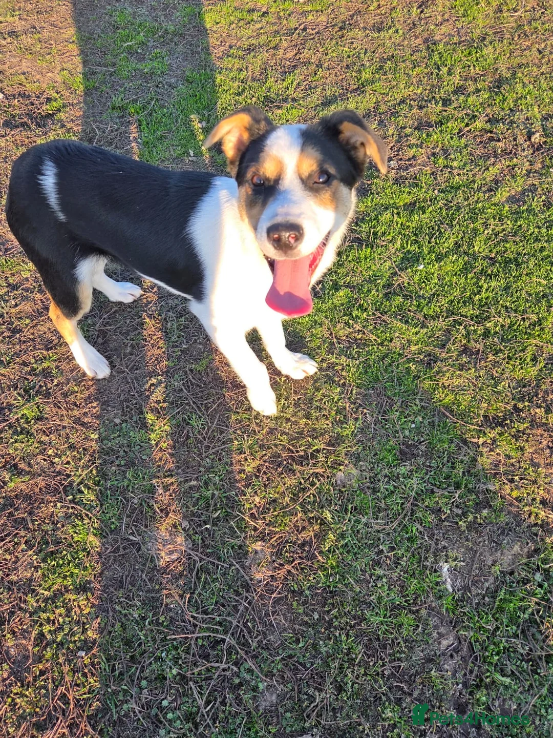 Mixed Breed dogs for adoption: 🐾❤️BONO – a Little Explorer With a Big Heart ❤️🐾 - Advert 1