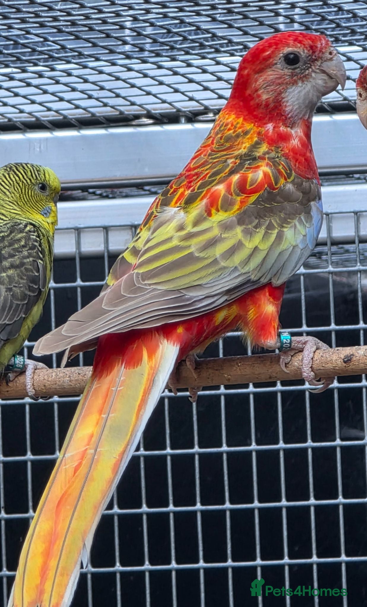 Parakeets birds Young Pastel Opeline Red Rosella - Advert 2