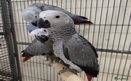 Parrots birds for sale: Tamed Parrots, African Greys and more - Image 1