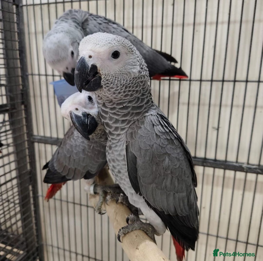 Parrots birds for sale: Tamed Parrots, African Greys and more - Image 1