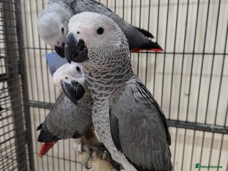 Parrots birds for sale - Advert 1