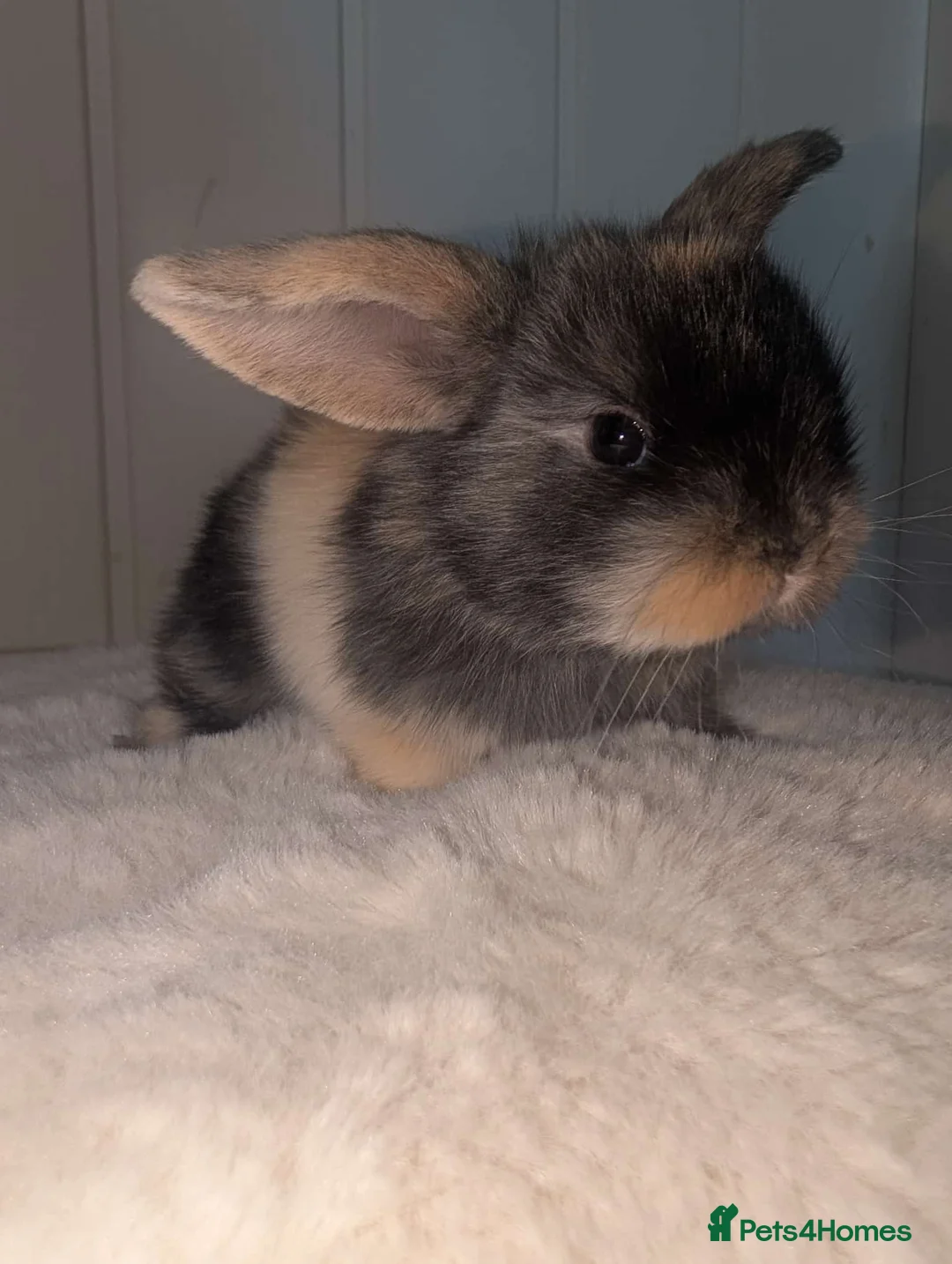Mini Lop rabbits for sale: Mixed Mini Lops - Advert 2