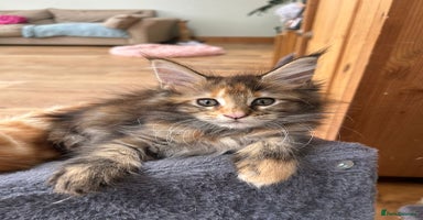 Maine Coon cats in Great Missenden - Advert 2