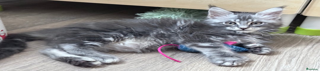 Polydactyl Male Blue Silver 