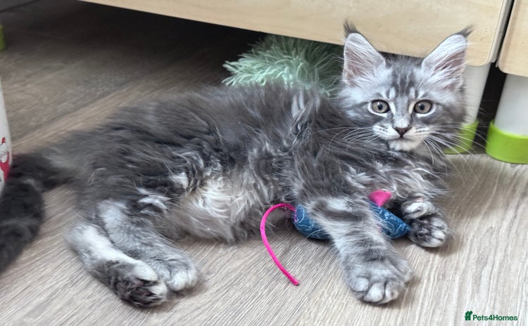 Maine Coon cats - Advert 3