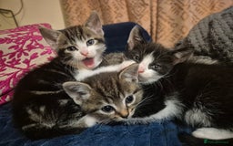Mixed Breed cats for sale: 3 Beautiful Kittens - Advert 6