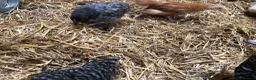 Chickens poultry for sale: Happy healthy pullets. - Advert 4