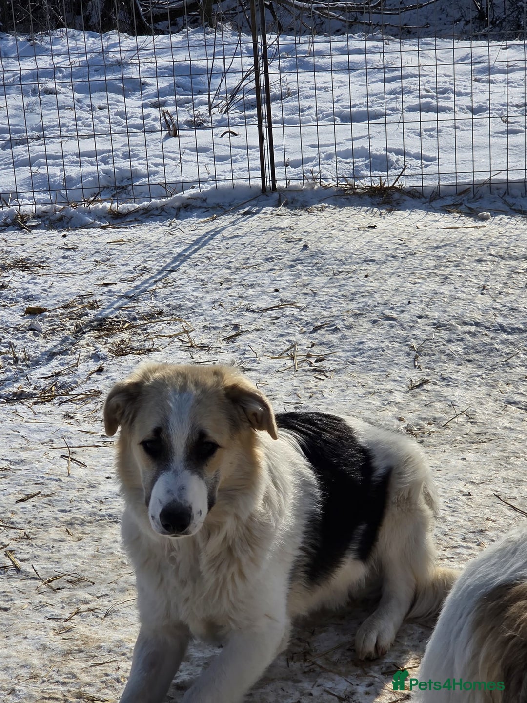Mixed Breed dogs for adoption: 🐾 TEDDY - Big, Gentle & Full of Quiet Love 🤍🐶 - Advert 12
