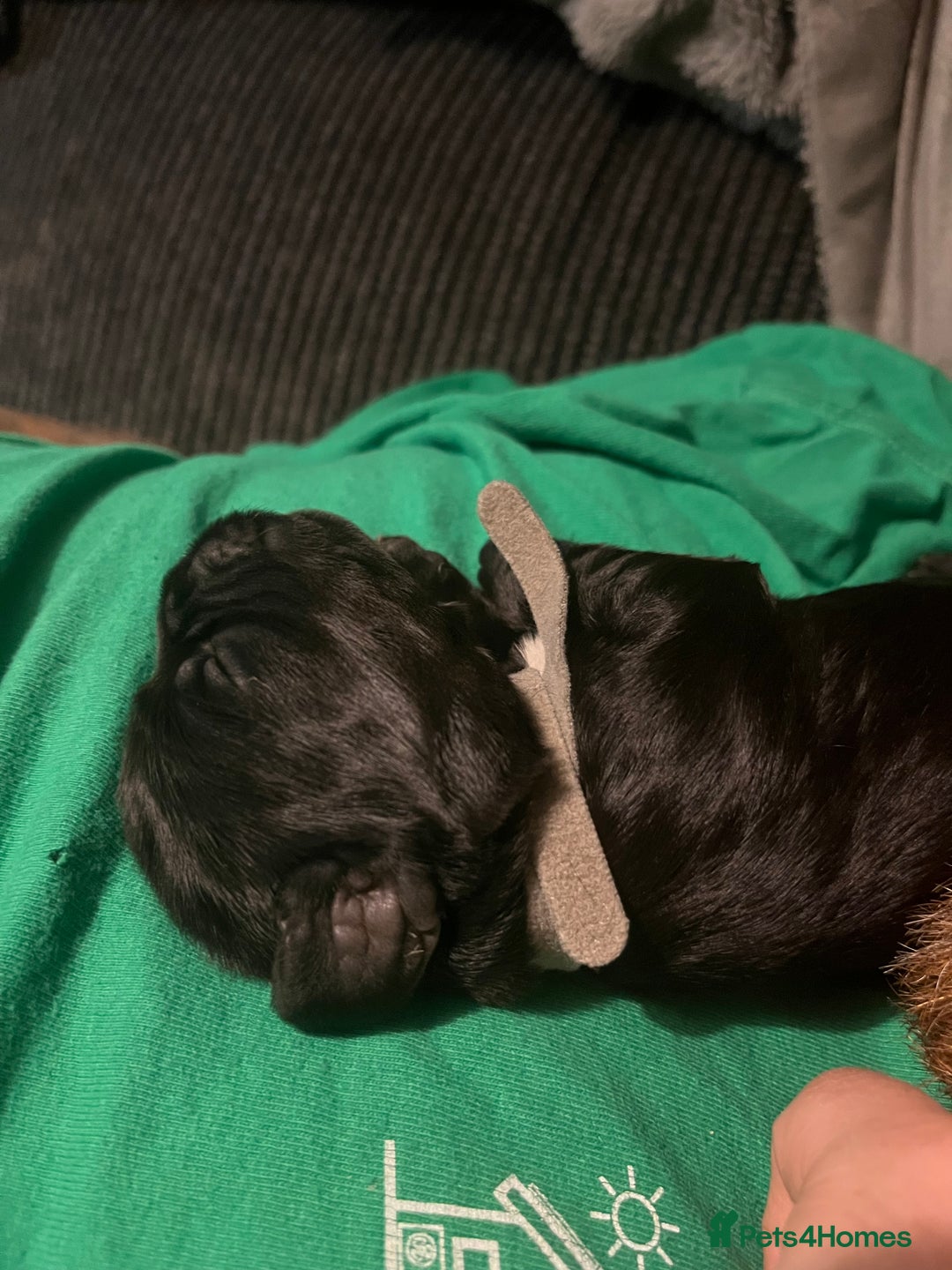 Cocker Spaniel dogs for sale: Cocker spaniels 🐶  - Advert 7