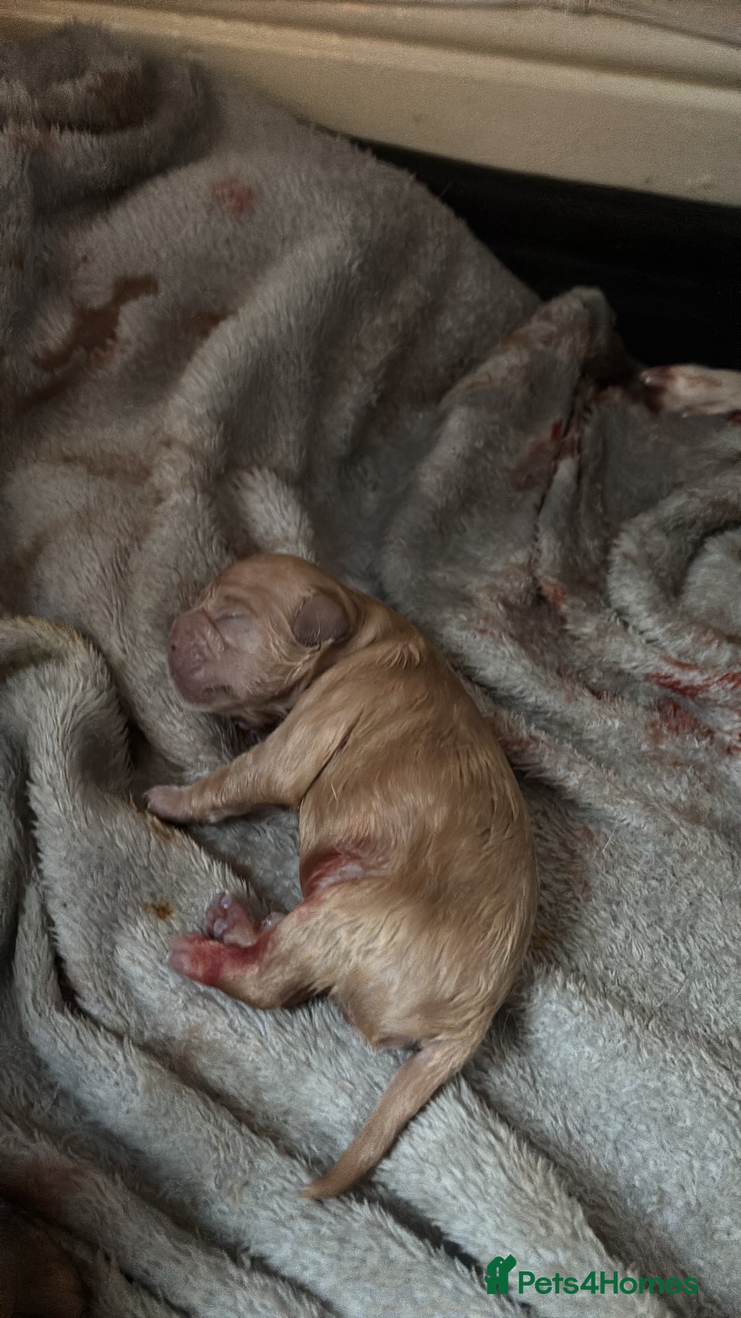 Mixed Breed dogs for sale: Floodles - Advert 11