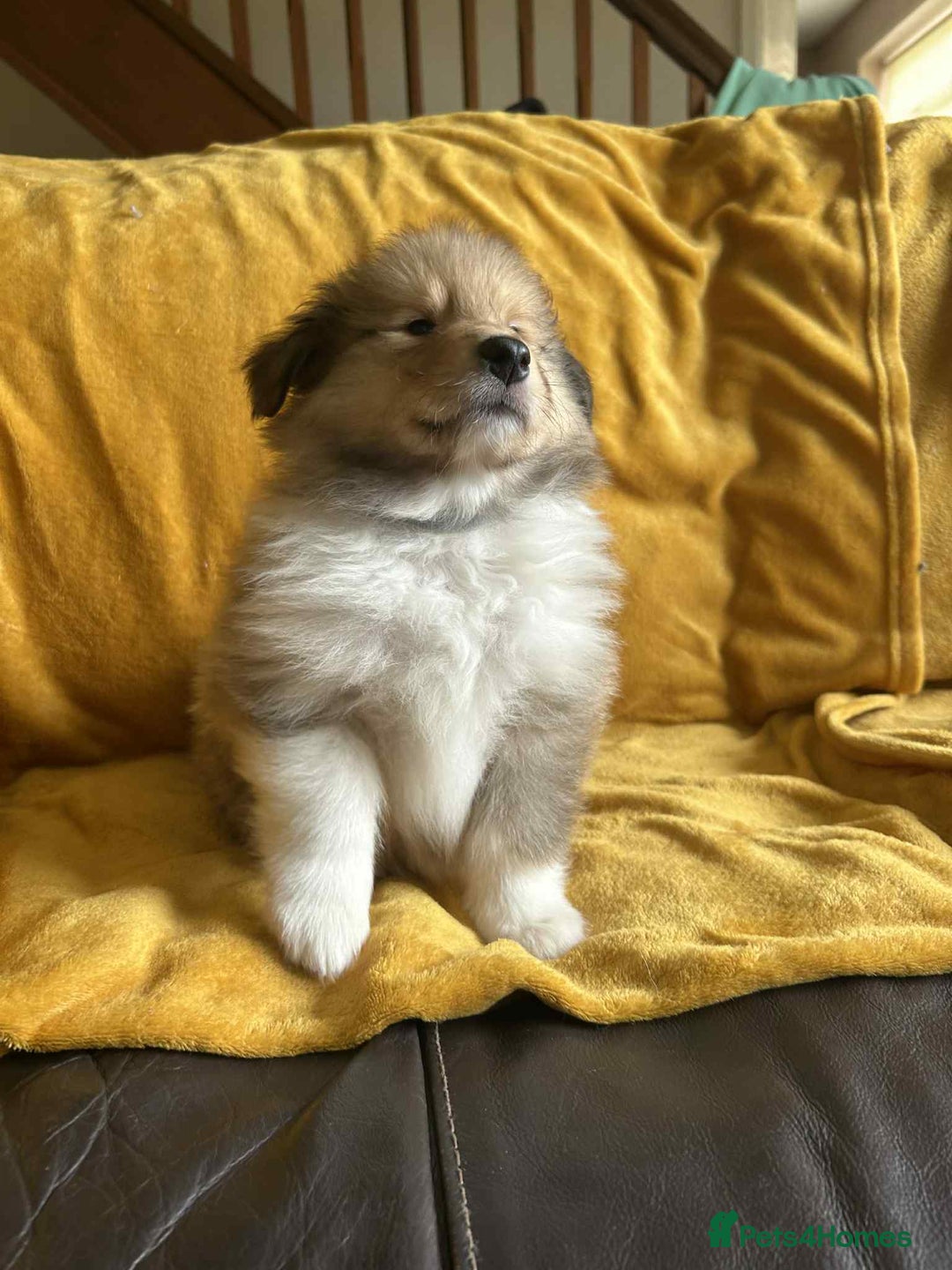 Rough Collie dogs for sale: Adorable boys available  - Image 1