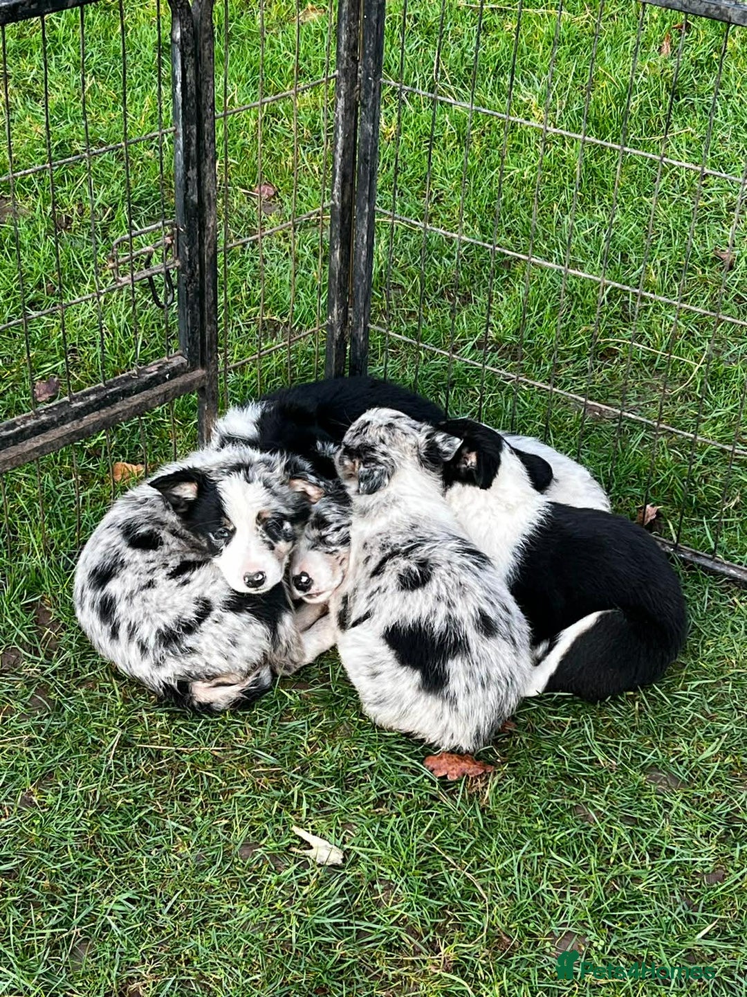Border Collie dogs for sale: 5 Beautiful Blue Merle Border Collie Puppies - Advert 24