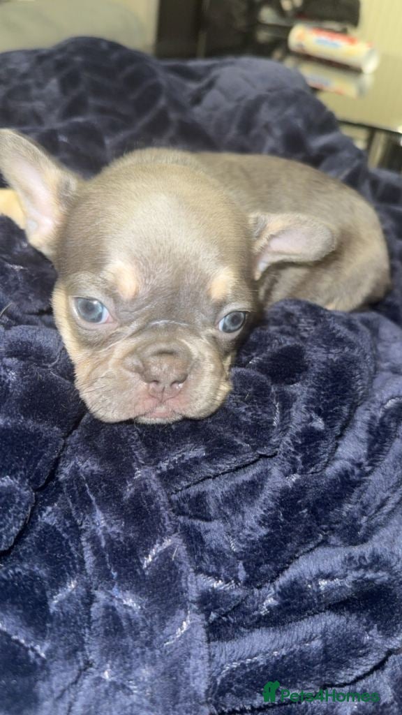 French Bulldog dogs Stunning French Bulldog Puppies in Bristol - Advert 2