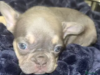 French Bulldog dogs Stunning French Bulldog Puppies in Bristol - Advert 1