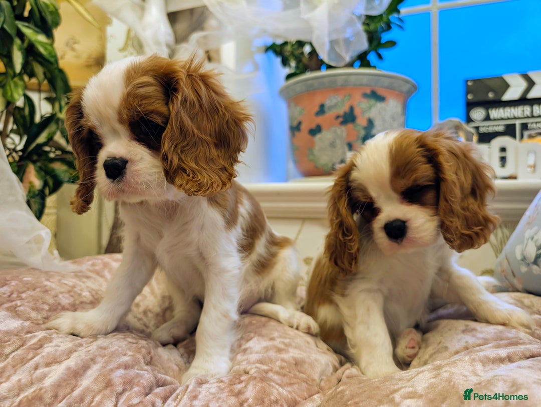 Cavalier King Charles Spaniel dogs for sale: Exquisite Lady KC reg Cavalier King Charles - Advert 6