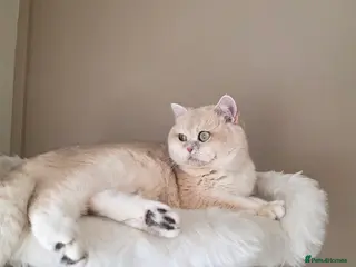 British Shorthair cats TICA ACTIVE Blue golden British shorthair - Advert 6