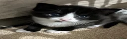 British Shorthair cats for sale: Black and white kittens  in Hitchin - Advert 4
