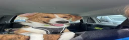 Mixed Breed dogs for sale: Sweet Meg needs her family  - Advert 2