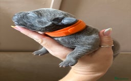 Staffordshire Bull Terrier dogs for sale: Blue staffy pups (mum is champion bred kc) - Image 5