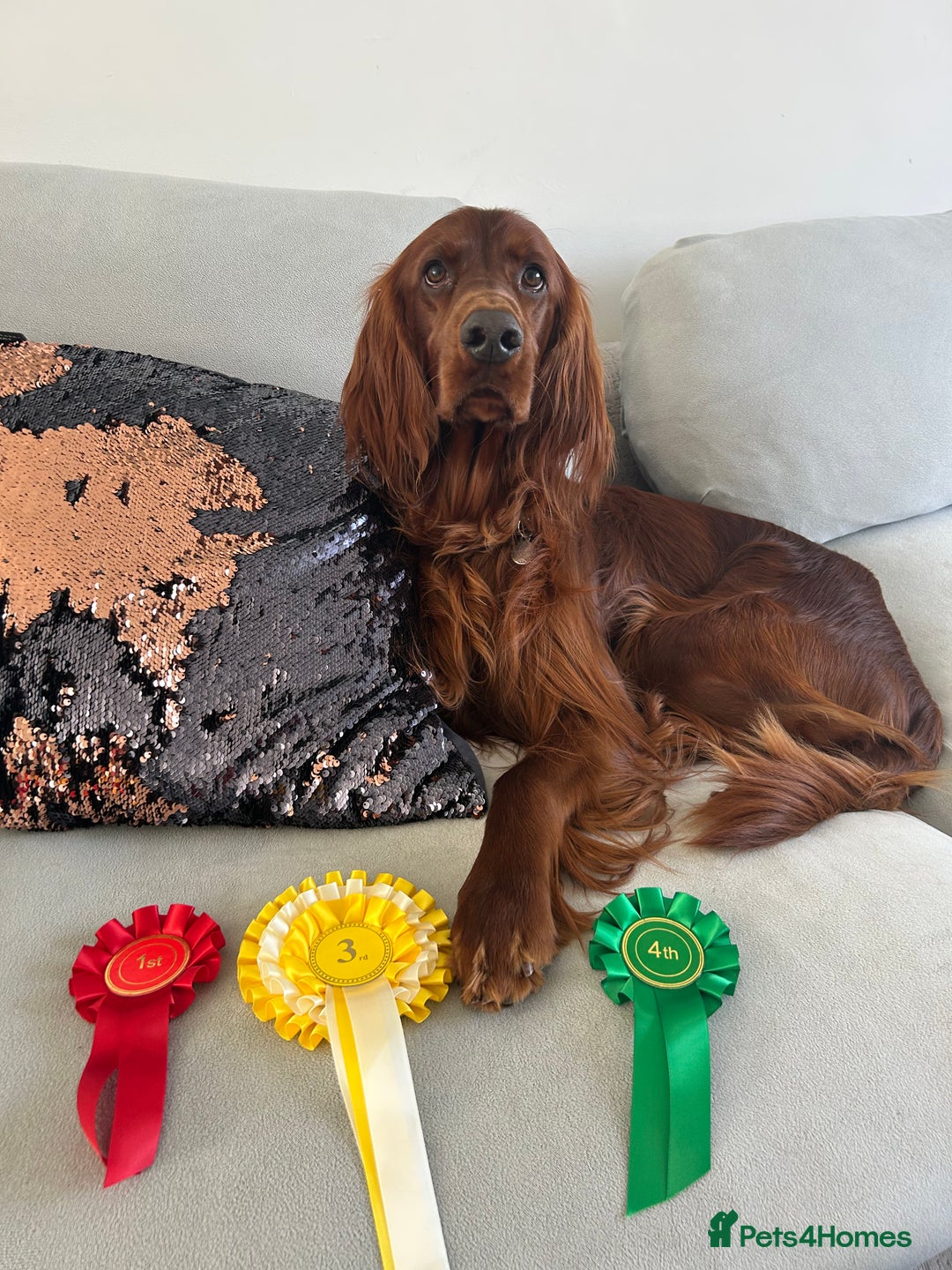 Irish Setter dogs for stud: Beautiful Irish Setter available for stud - Image 4