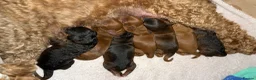 Cockapoo dogs for sale: Red & Sable F1B Cockapoos 🐶  - Advert 3